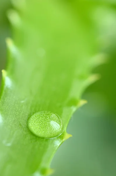 stock image Aloe vera