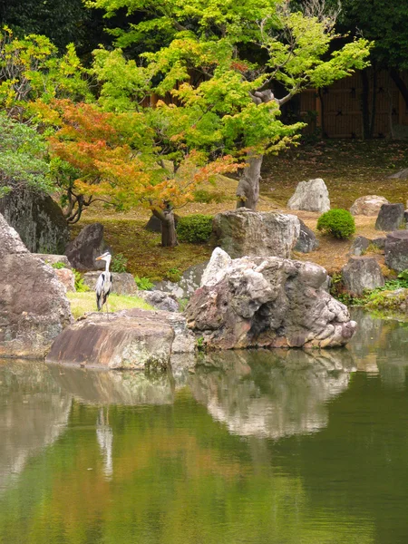 Heron i japanska trädgården — Stock fotografie