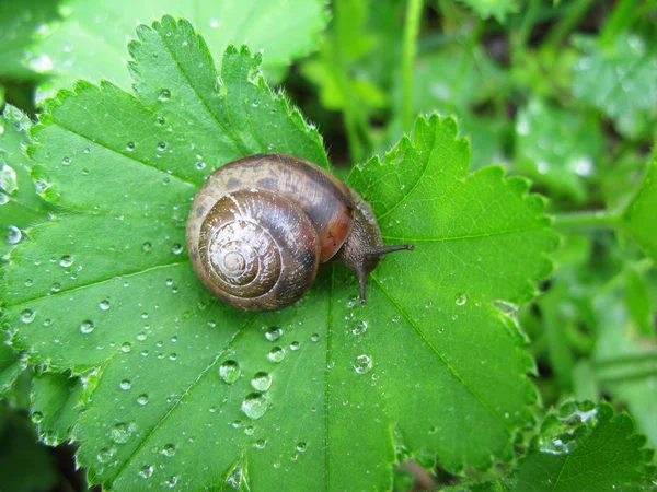 stock image Little snail