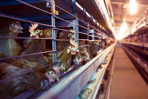 Hühnerfarm — Stockfoto