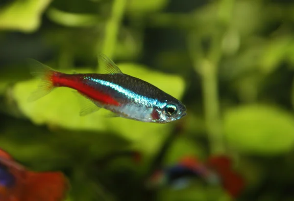 Akvarijní ryby neon — Stock fotografie