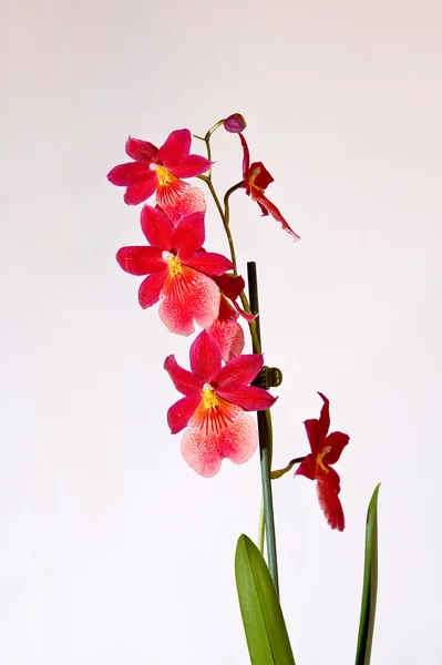 Wild red Orchid — Stock Photo, Image