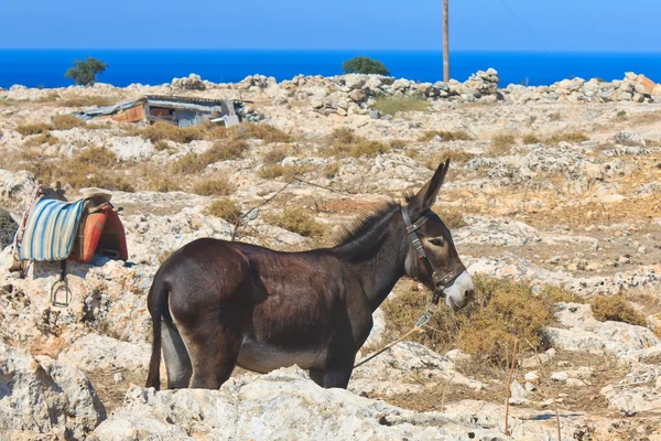 Donkey with a bridle — Stock Photo, Image