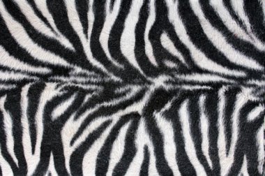 Zebra doku