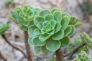 Aeonium