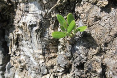 patlak bir zeytin ağacı