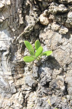 patlak bir zeytin ağacı