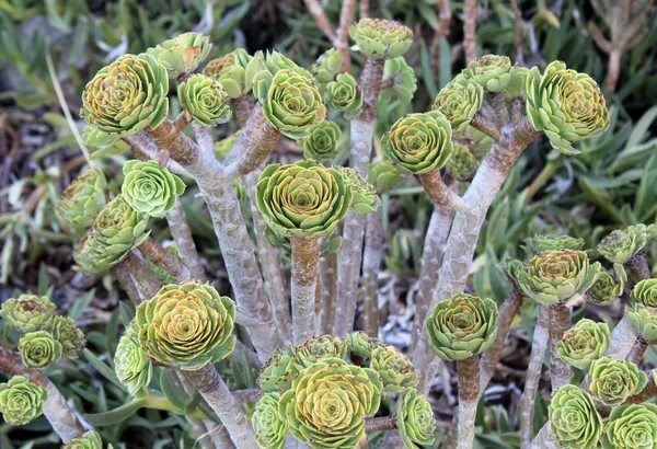 stock image Aeonium