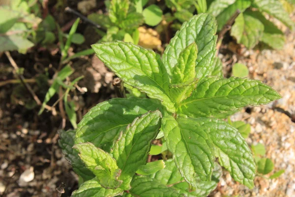 stock image Wild mint