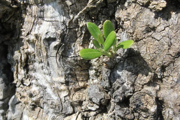 Stock image Outbreak of an olive tree