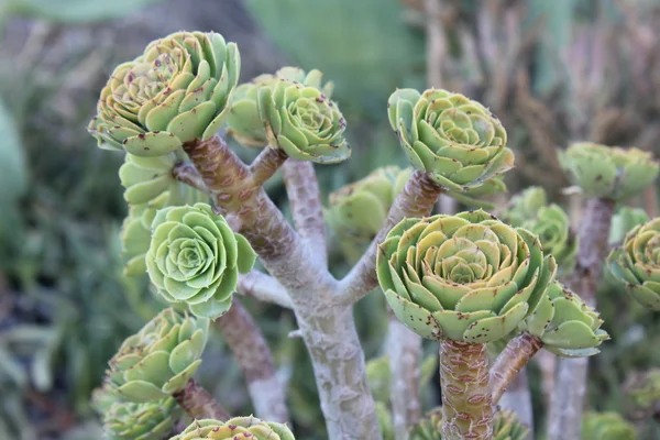 stock image Aeonium