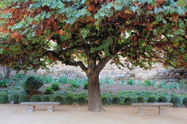 Cercis siliquastrum (tree of love) clipart