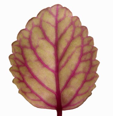 Isolated leaf clipart