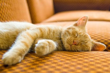 The sleeping cat clipart