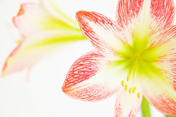 stock image Amaryllis