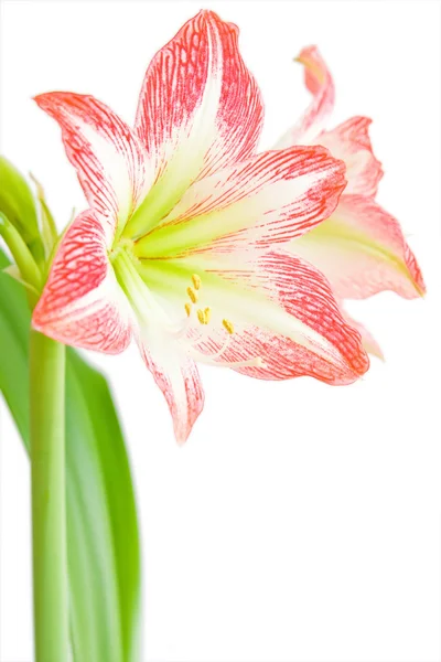 stock image Amaryllis