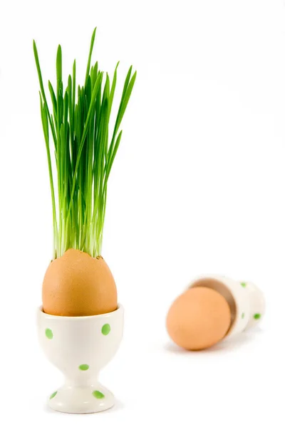 stock image The egg in egg-cup with growing grass