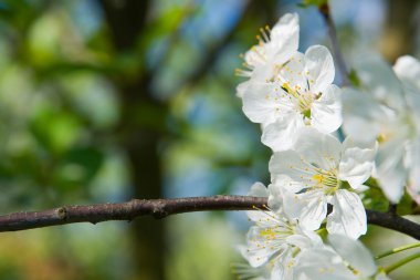 The blooming cherry