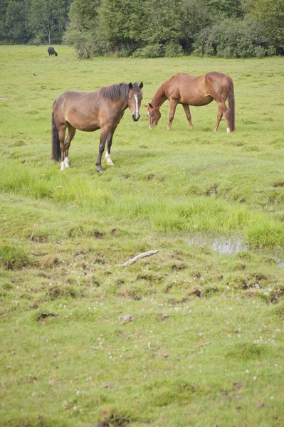 Pâturage de chevaux dans une prairie — Photo