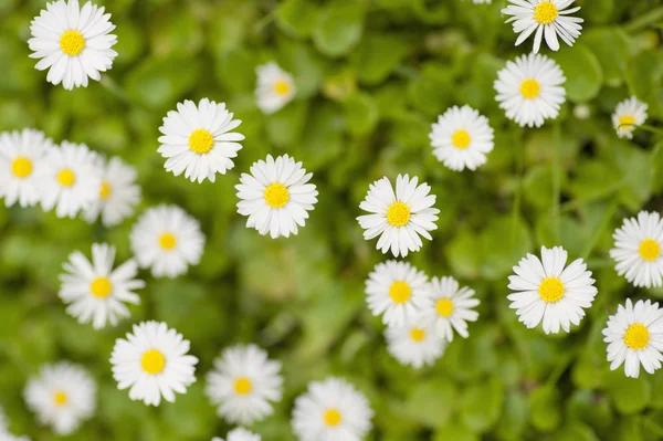 Top View of white flowers — Stock Photo, Image