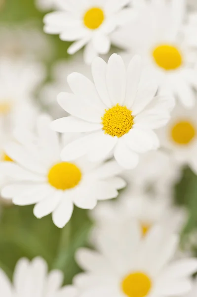 Close-up of flowers — Stock Photo, Image
