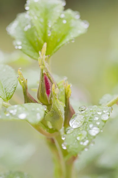 Rosebud cu picături de ploaie — Fotografie, imagine de stoc