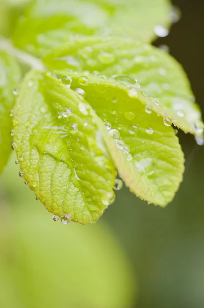 stock image Green rose leaves with raindrops