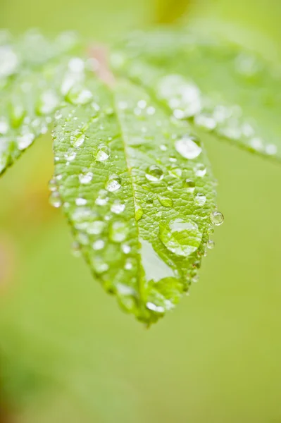 stock image Green rose leaves with raindrops