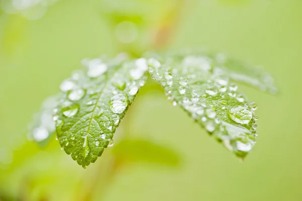 stock image Green rose leaves with raindrops