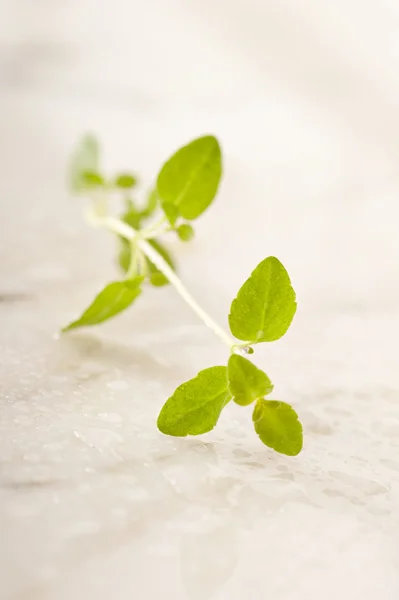 stock image Fresh oregano (Origanum vulgare)