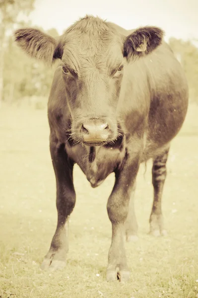 Kameraya bakarak inek — Stok fotoğraf