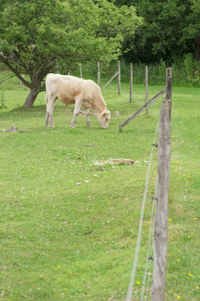 Bir alanda otlayan inek — Stok fotoğraf