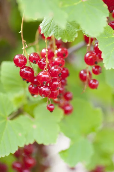 Ripe Red Currants — Stock Photo, Image