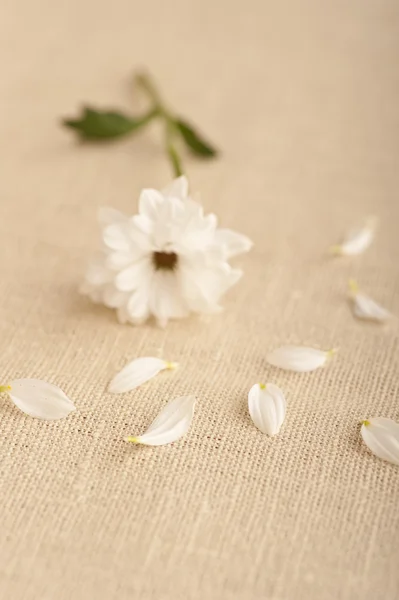 stock image A white flower on linen