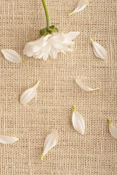 stock image A white flower on linen