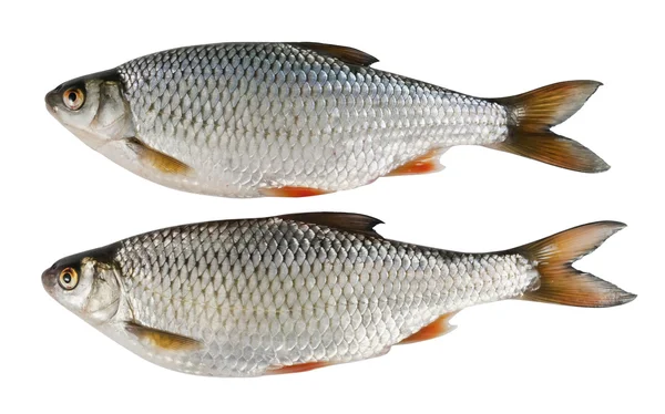 Zwei Flussfische, Rotaugen auf weißem, isoliertem Hintergrund — Stockfoto