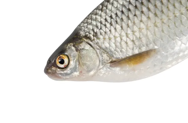 Flussfische, Rotaugen auf weißem Hintergrund — Stockfoto