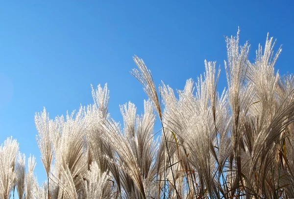 stock image Fluffy panicles of grass on a background of bright blue sky