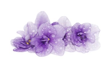 Floral background of violets with water droplets close up clipart