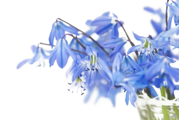 Blumiger Hintergrund des ersten Frühlings blaue Blumen aus nächster Nähe — Stockfoto