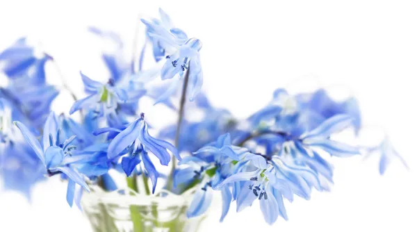 Fundo floral da primeira primavera flores azuis fechar — Fotografia de Stock