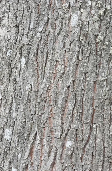 Fragment av barken av det gamla trädet — Stockfoto