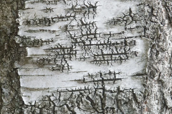 Fragment the bark of the old birch — Stock Photo, Image