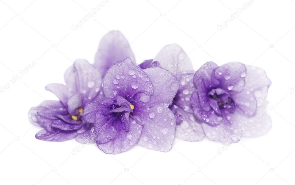 Floral background of violets with water droplets close up