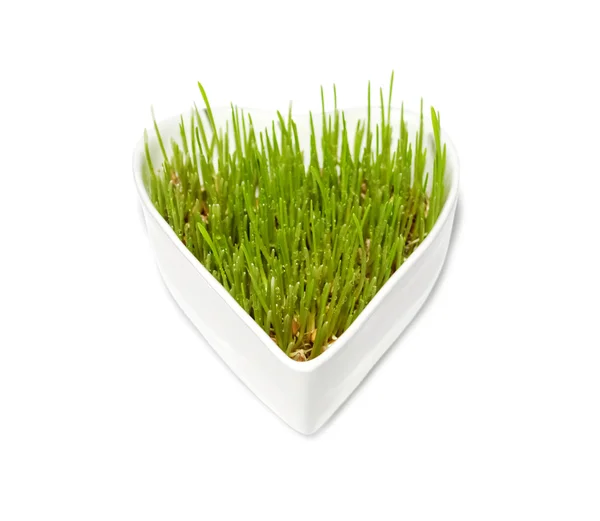 Hierba de trigo verde en maceta blanca en forma de corazón sobre blanco aislado b —  Fotos de Stock