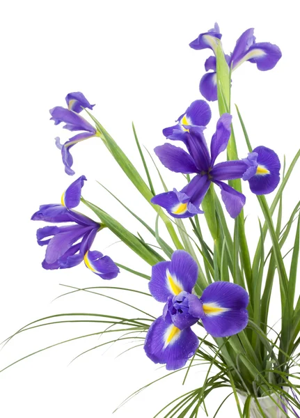 Donkere paarse iris bloemen geïsoleerd op witte achtergrond — Stockfoto