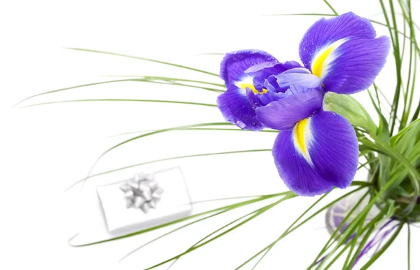 Mooie donkere paarse iris bloem geïsoleerd op een witte achtergrond een — Stockfoto