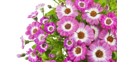 Beautiful pink flowers of cineraria on a white background clipart