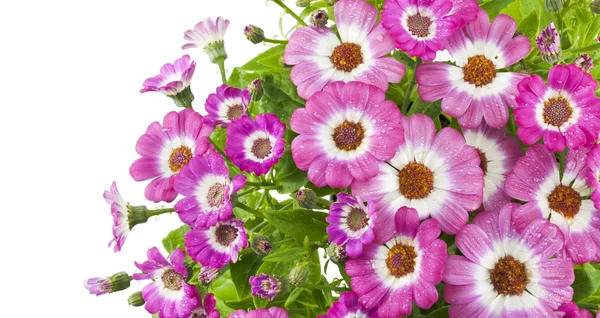 stock image Beautiful pink flowers of cineraria on a white background