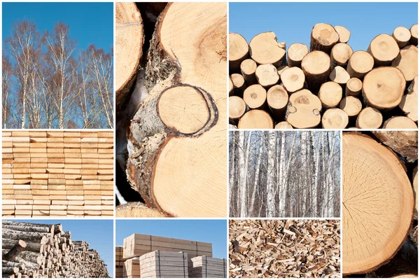 Koláž různých druhů dřeva hromady, zachránit z přírodních envi — Stock fotografie